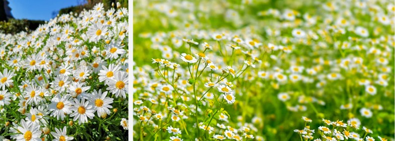 Wild chrysanthemum extract.jpg